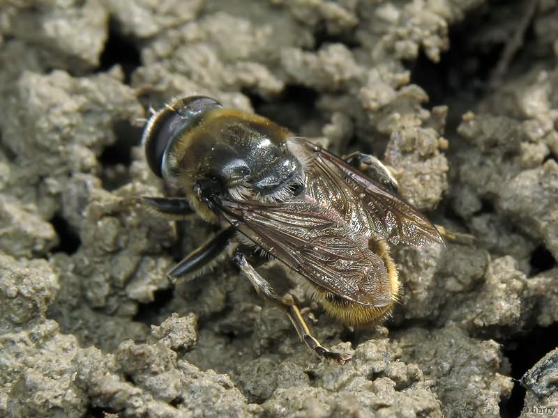 Merodon constans (Rossi, 1794)